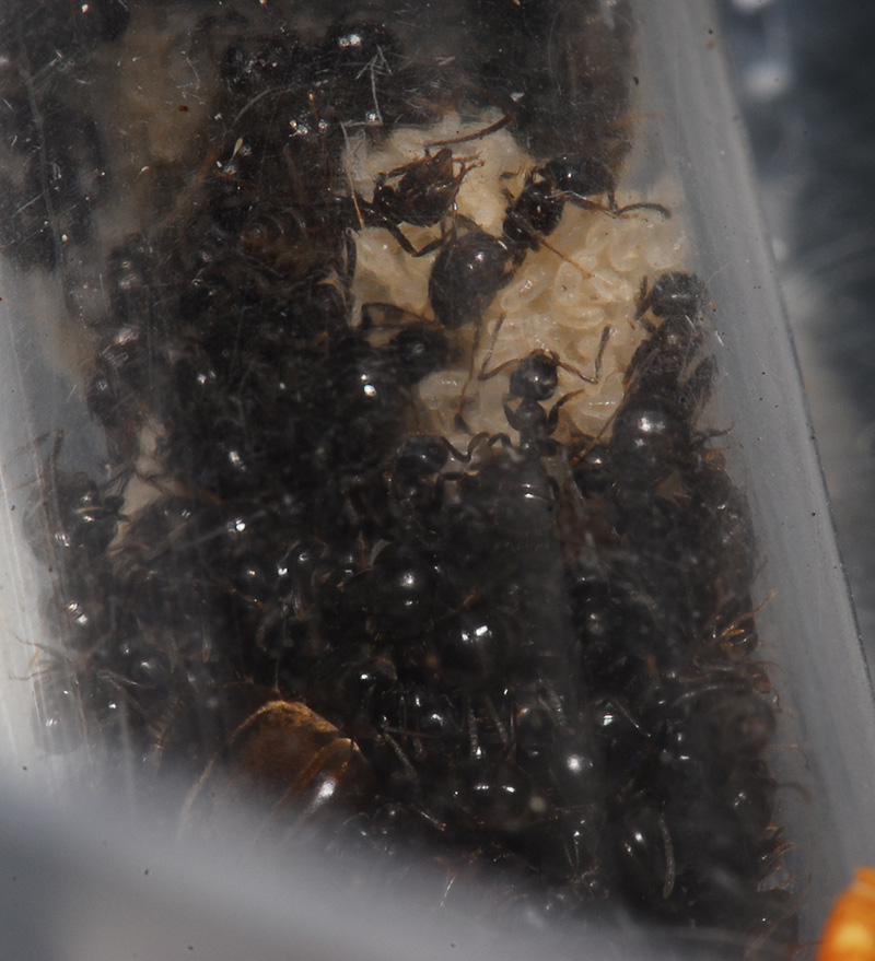 lasius2 invierno0607
