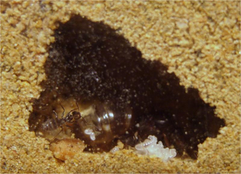 c�mara real de lasius-3