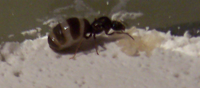 Nurses Lasius sp cuidando la puesta