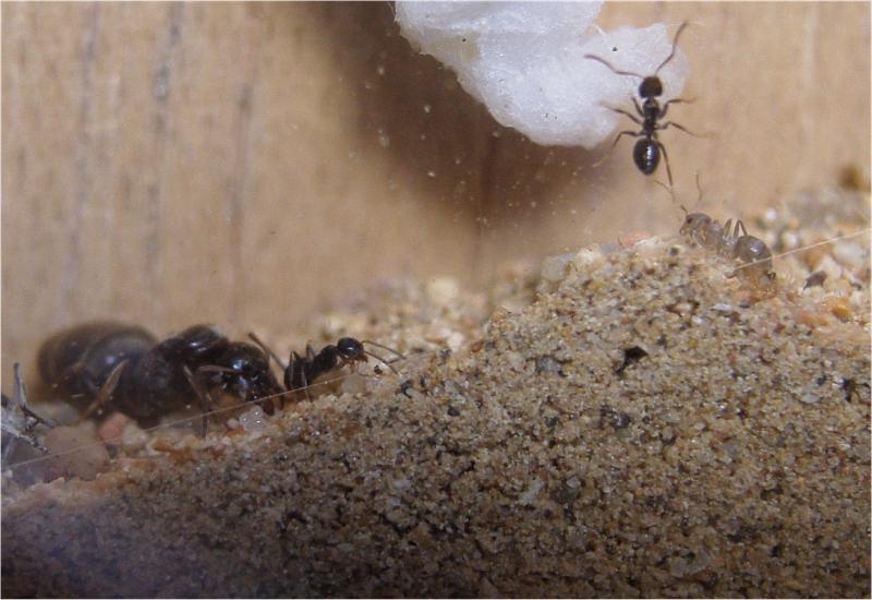 nido de lasius-3