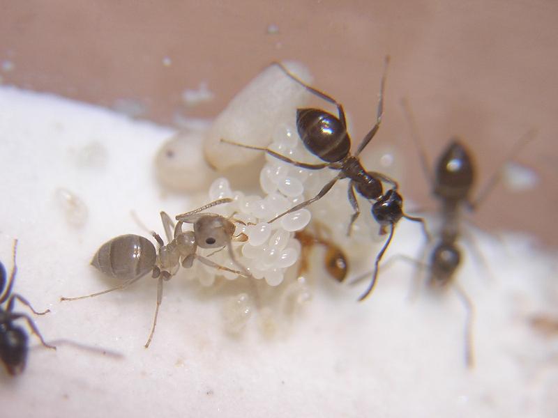 Nurses Lasius sp cuidando la puesta