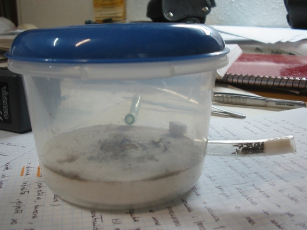 Lasius de Madgator 17-10-03