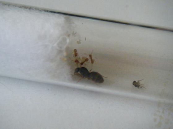 lasius flavus 3