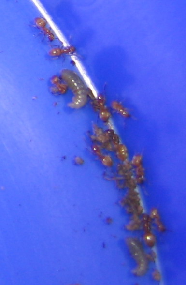 lasius larva2