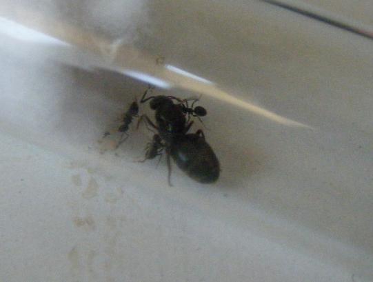 lasius niger 1