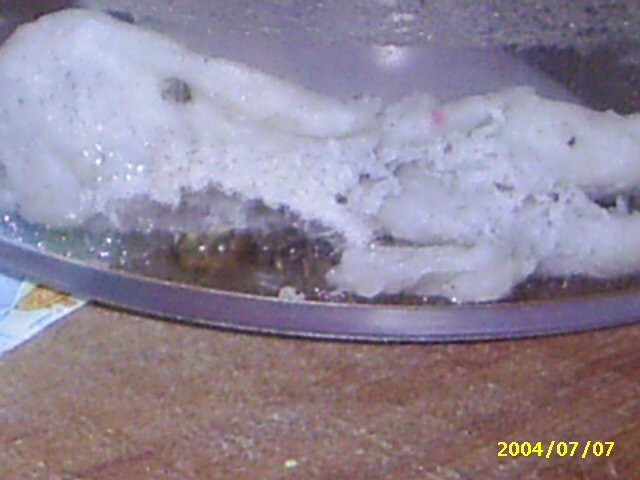 Reina lasius