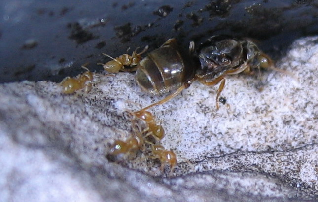 lasius rojas2