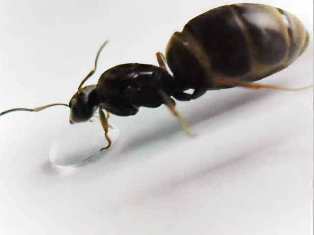 �LASIUS?