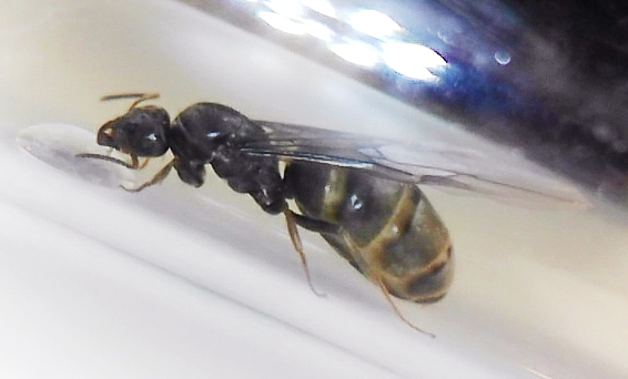 �LASIUS?