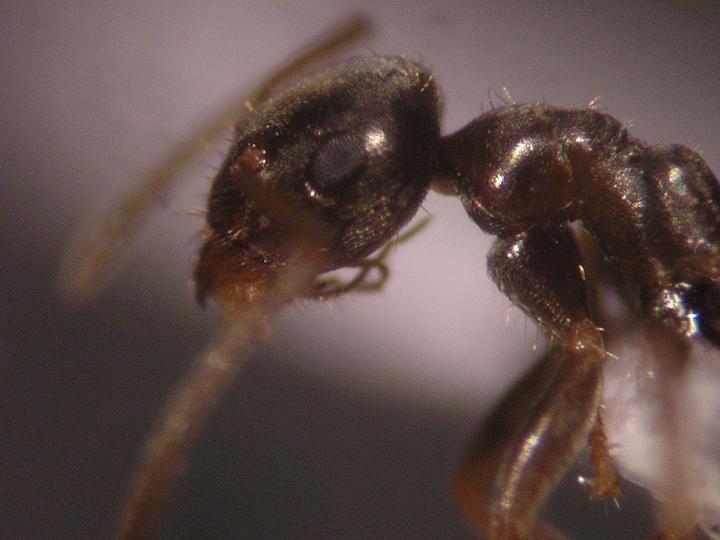 Lasius piliferus??