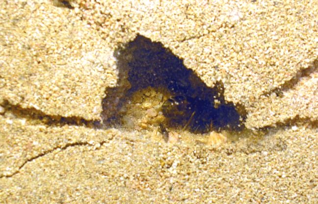 puesta de huevo lasius-2