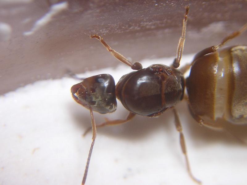 Reina Lasius