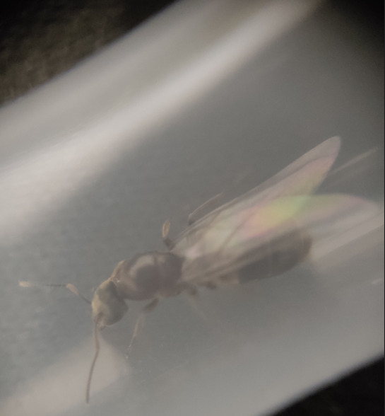 Posible lasius sp