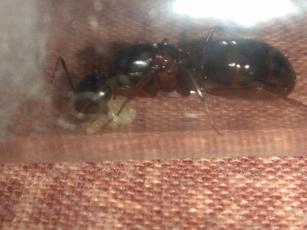 Camponotus sylvaticus