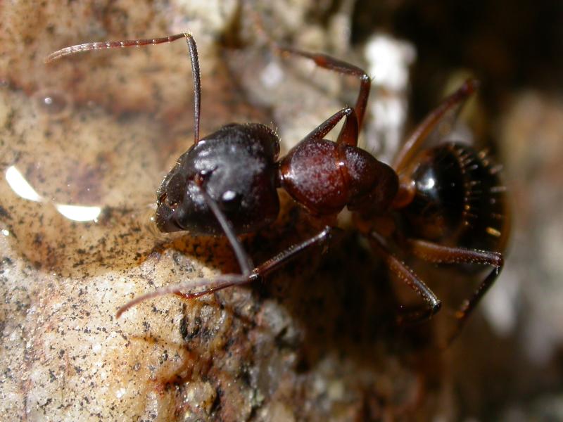sylvaticus