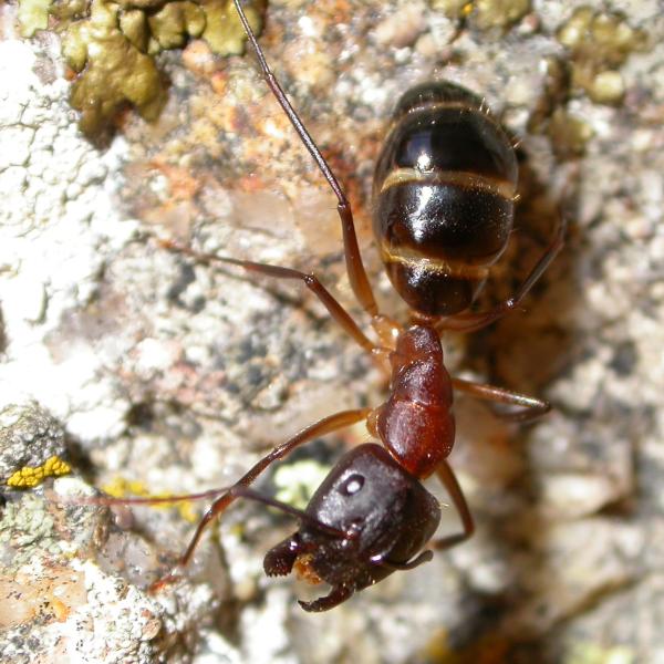 sylvaticus