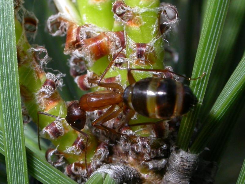 sylvaticus