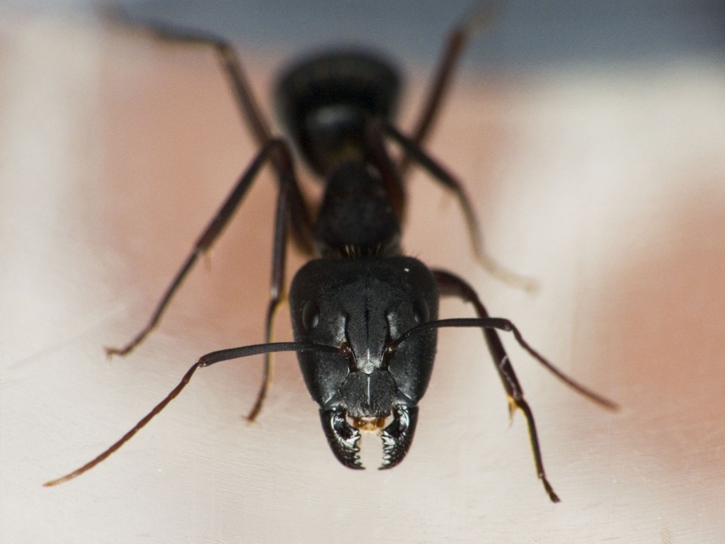 C. sylvaticus