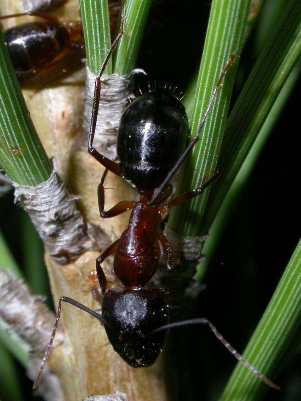 sylvaticus