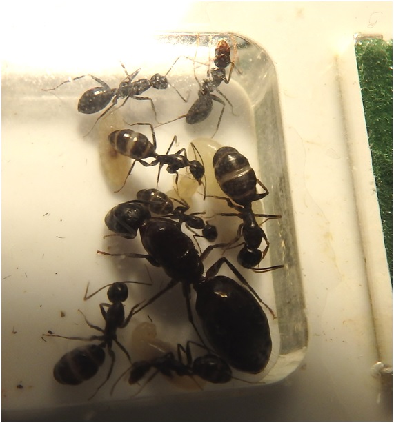 Colonia de Camponotus sylvaticus (Mirm&co)
