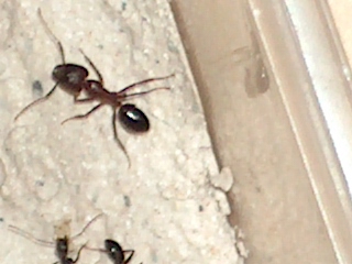 camponotus