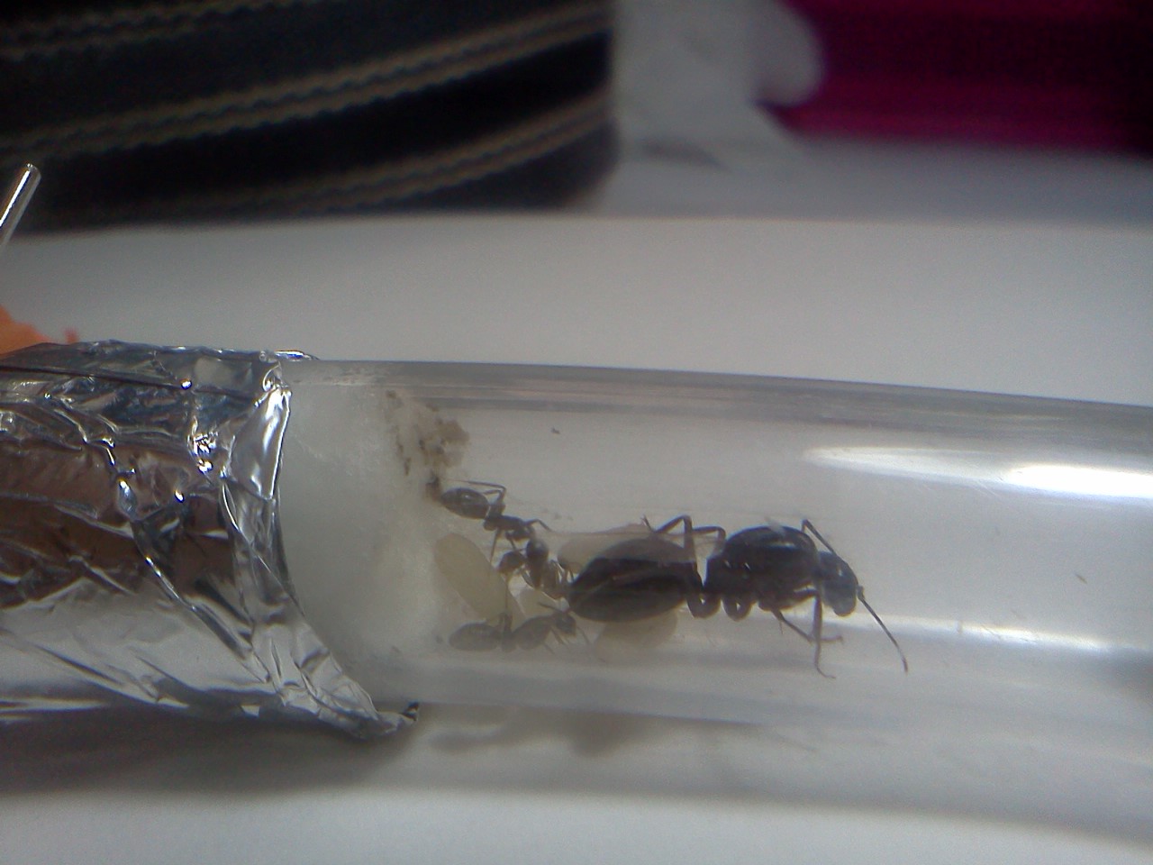 camponotus