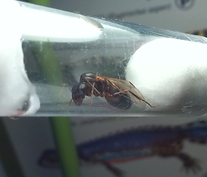 Camponotus silvaticus