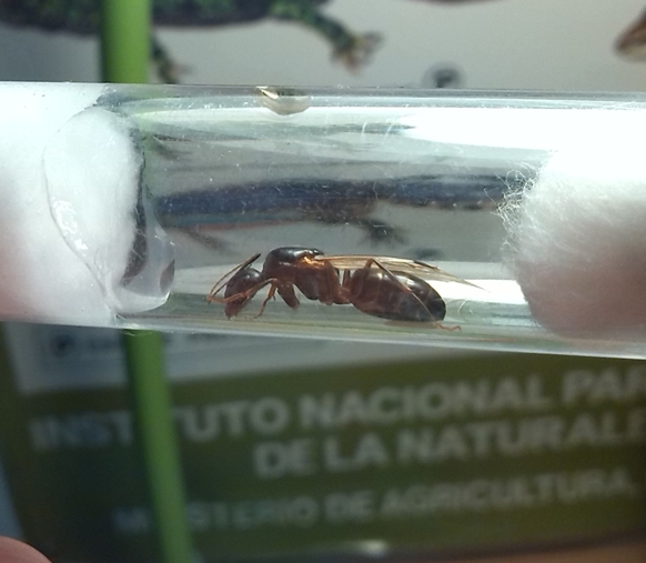 Camponotus silvaticus