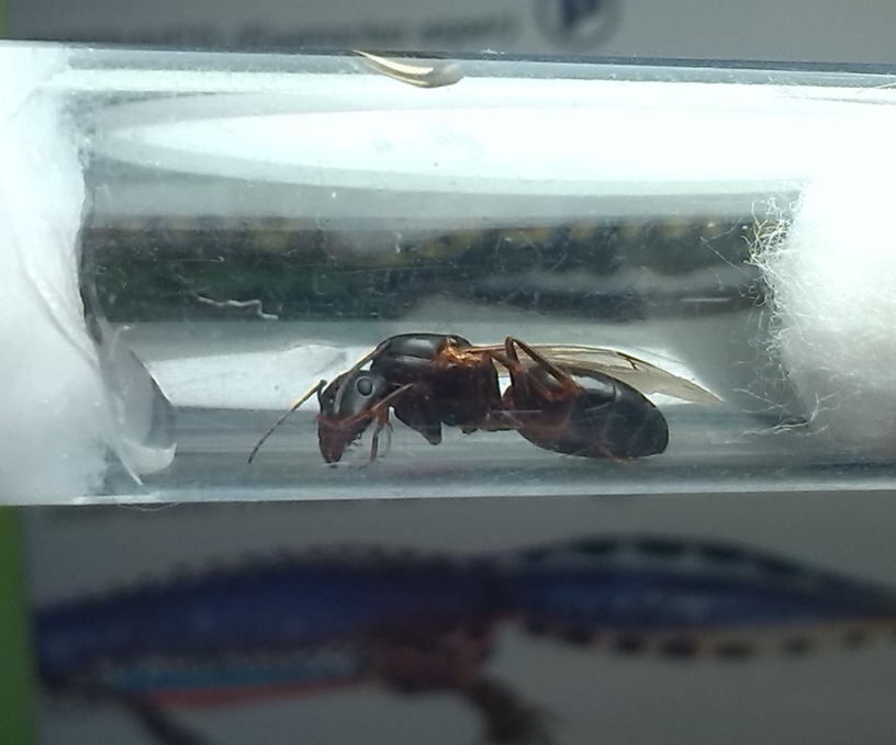 Camponotus silvaticus