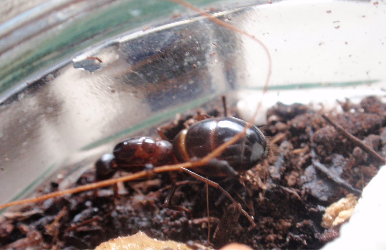 Posible reina de Camponotus sylvaticus (I)