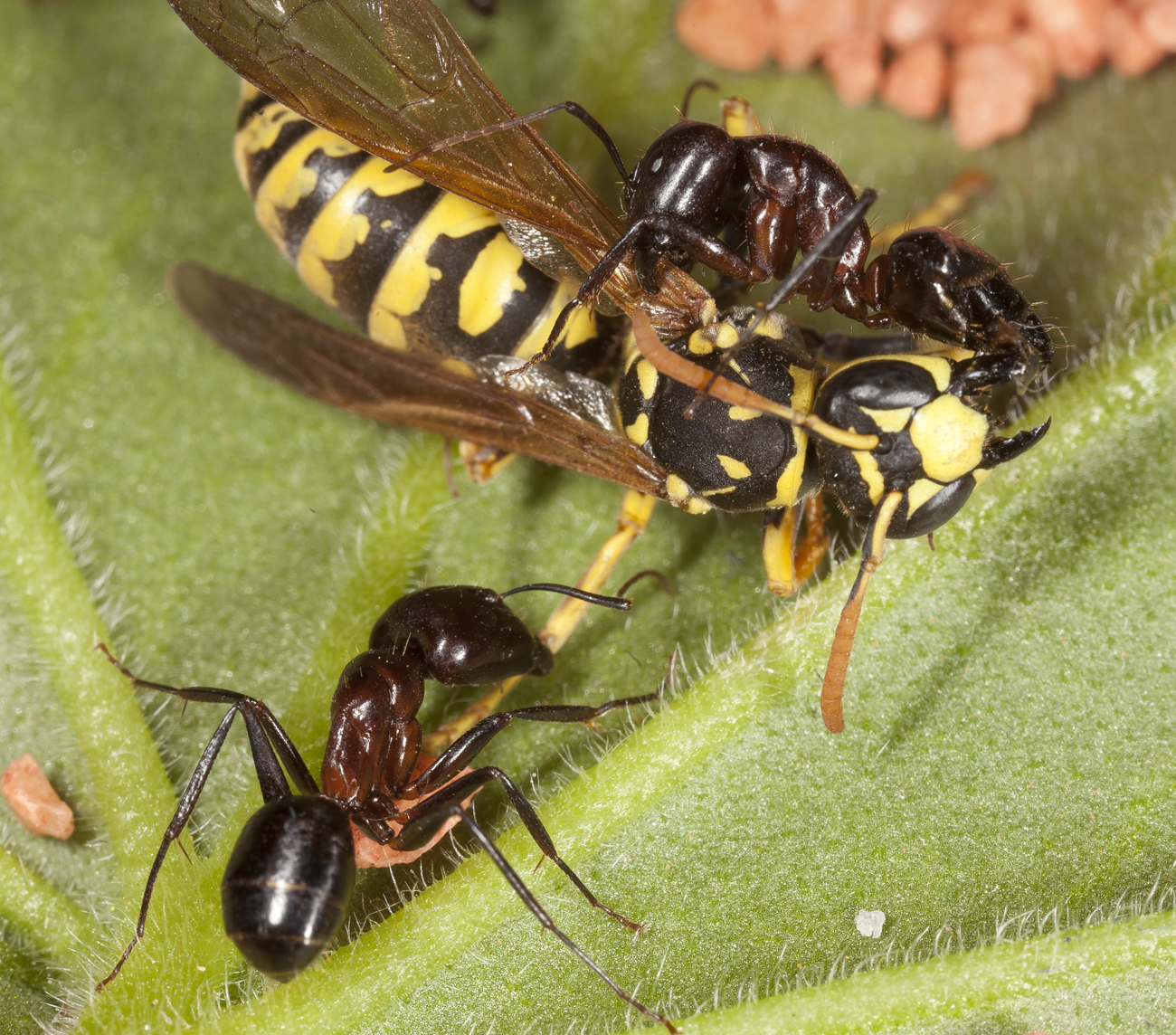 Polystes vs campo 2