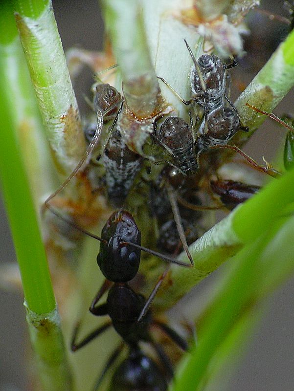 Camponotus sp...