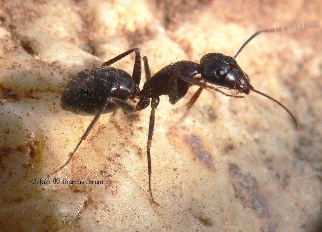 minor Camponotus sylvaticus