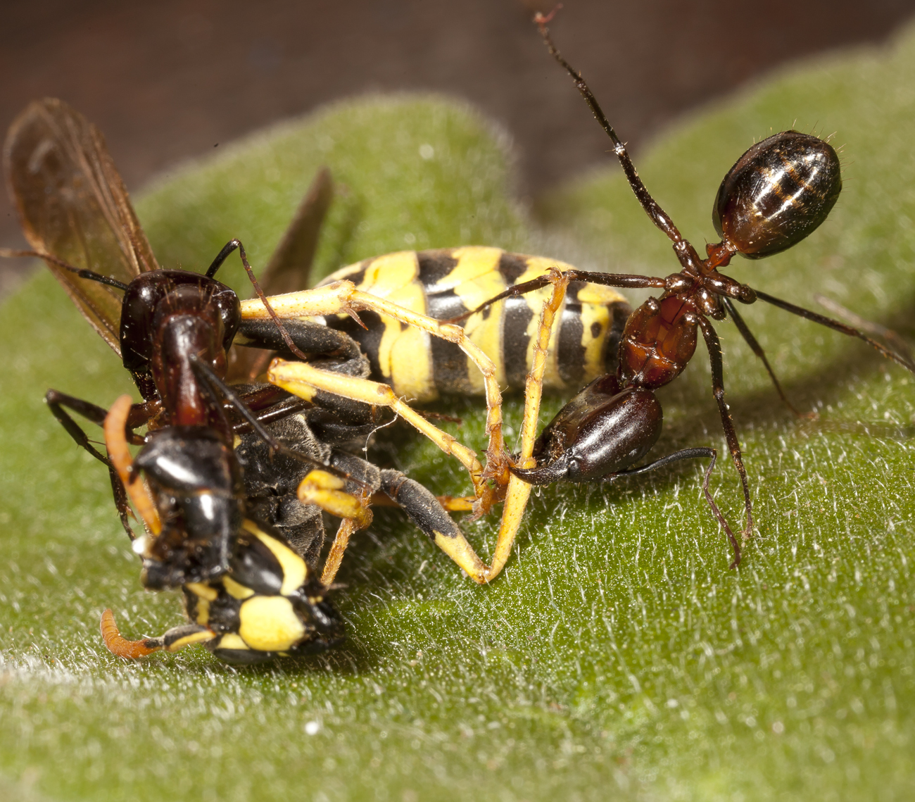 Polystes vs campo 3