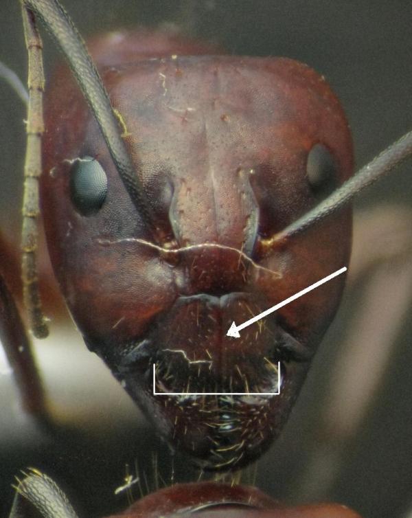 C.sylvaticus