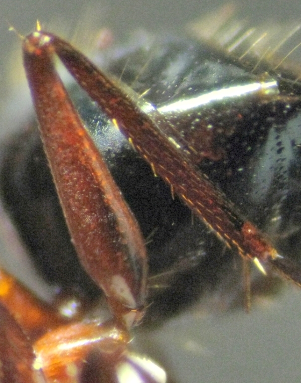 C.sylvaticus