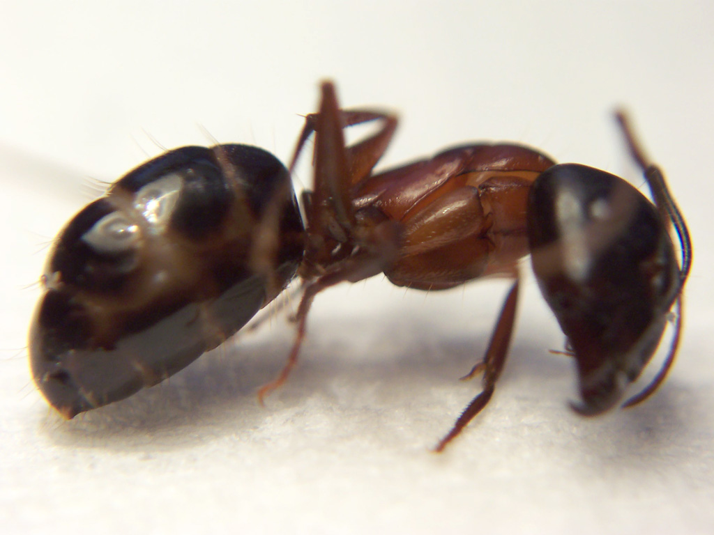 Camponotus sylvaticus de la Sierra de Carrascoy (Murcia)