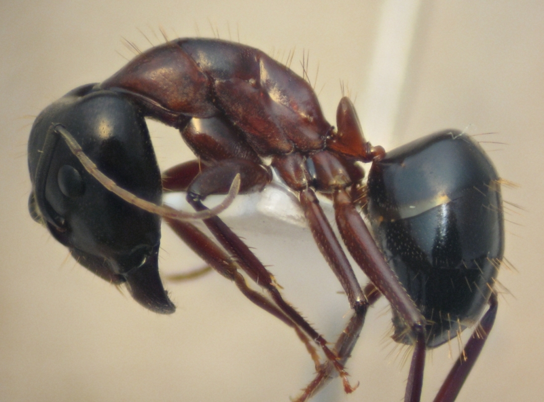 C.sylvaticus