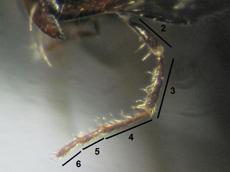 Cataglyphis piliscapus
