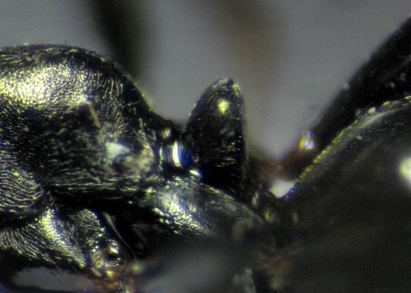 Cataglyphis piliscapus