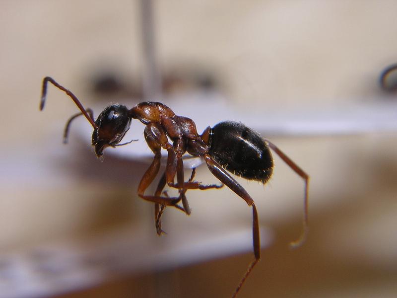 Formica cunicularia