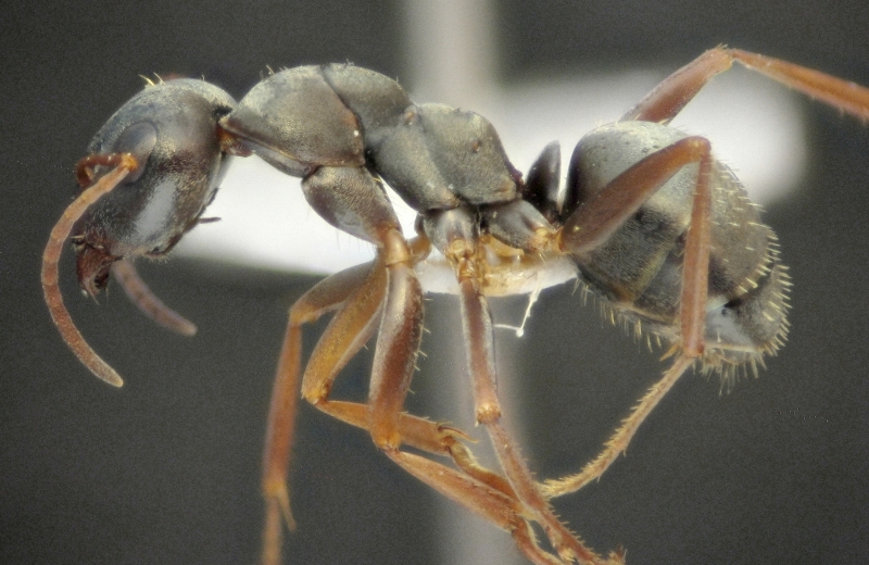 F. decipiens