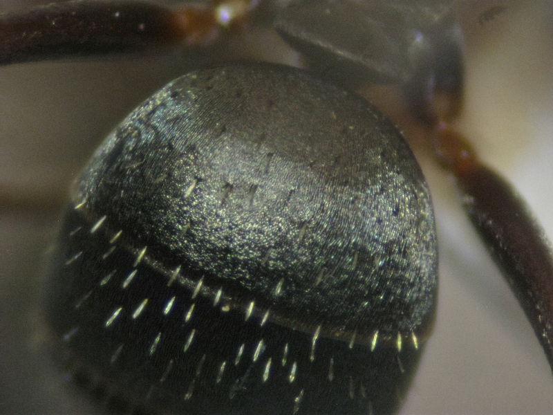 F. decipiens