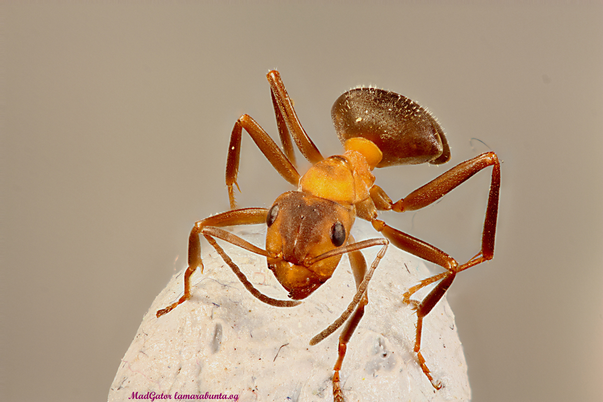 Formica dusmeti1b