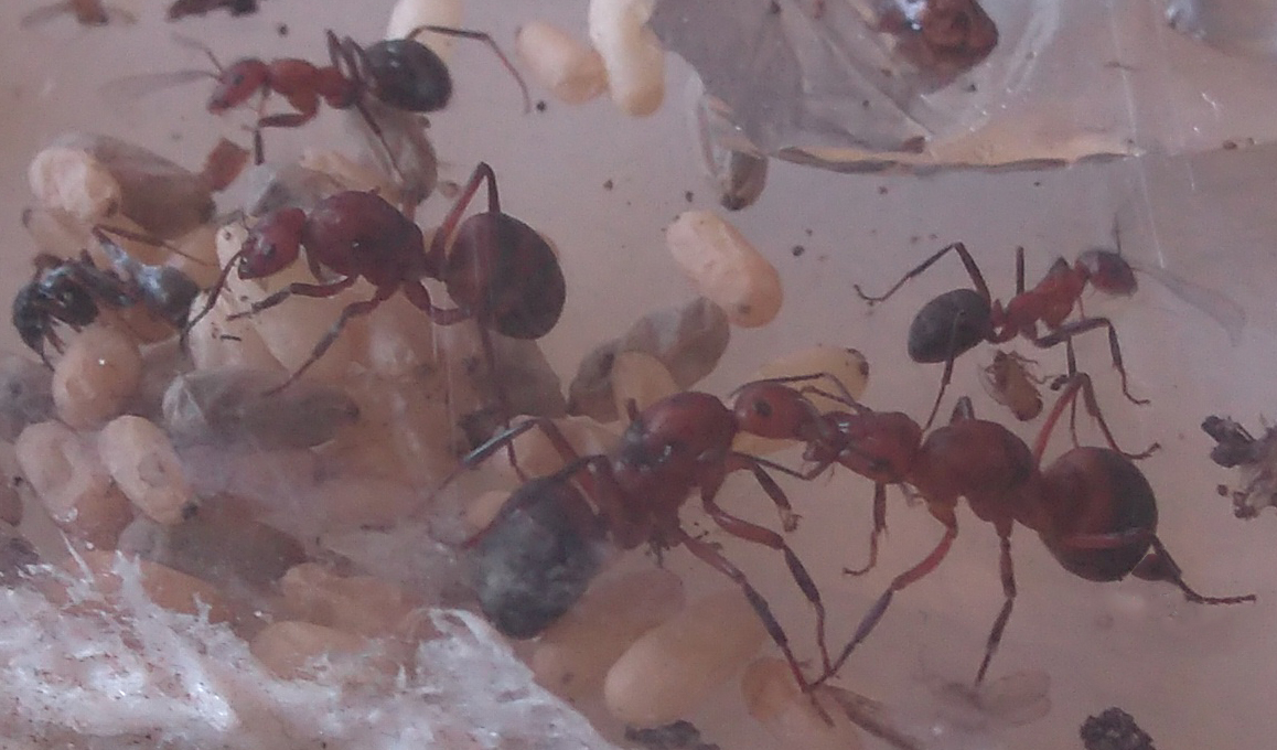 Reinas dusmeti + obreras (F. rufa, F. rufibarbis)