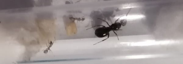 Reina y obreras de formica lemani
