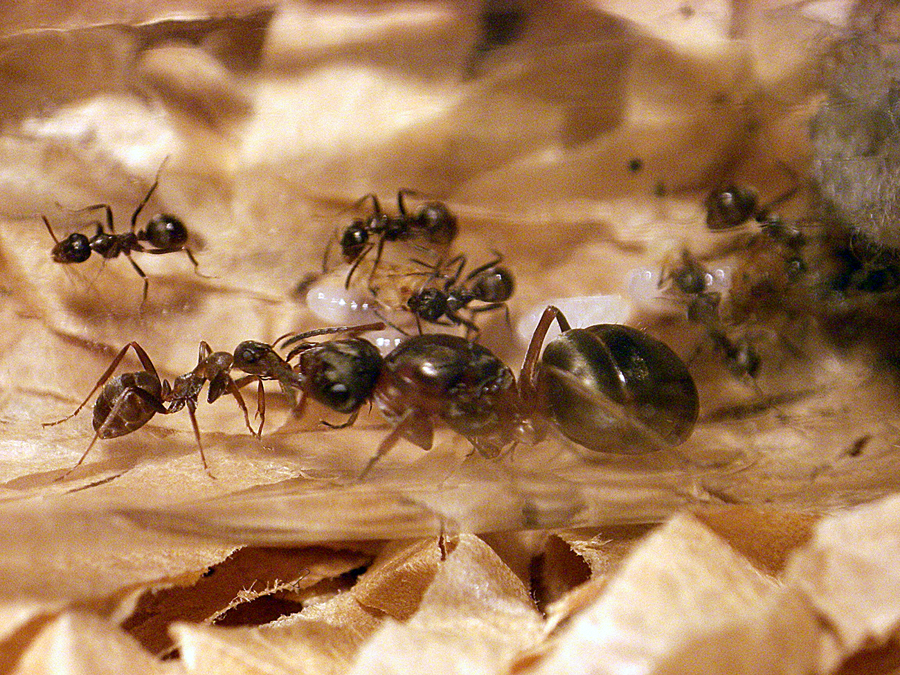 minicolonia formica 1