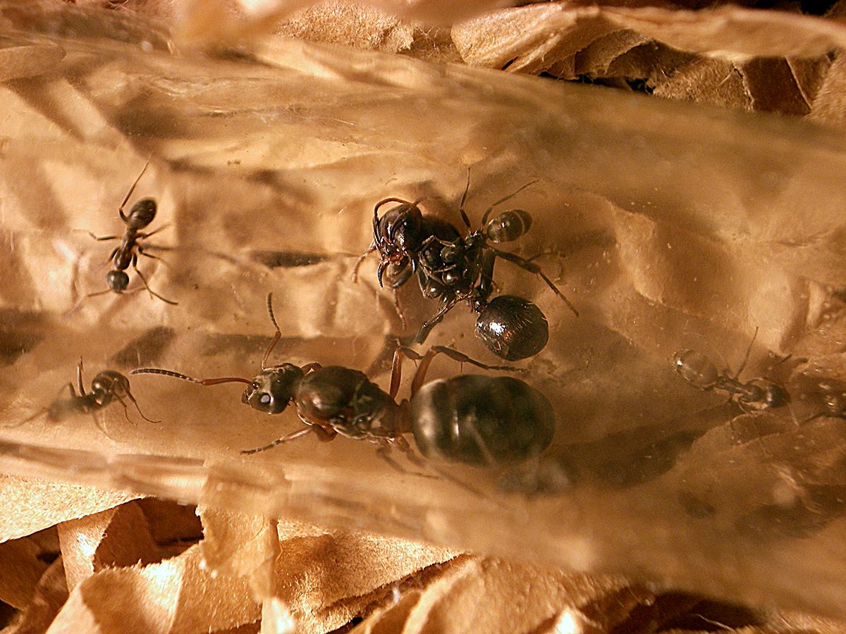 minicolonia formica 5