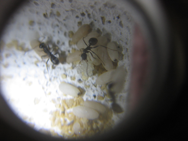 formica rufibarbis