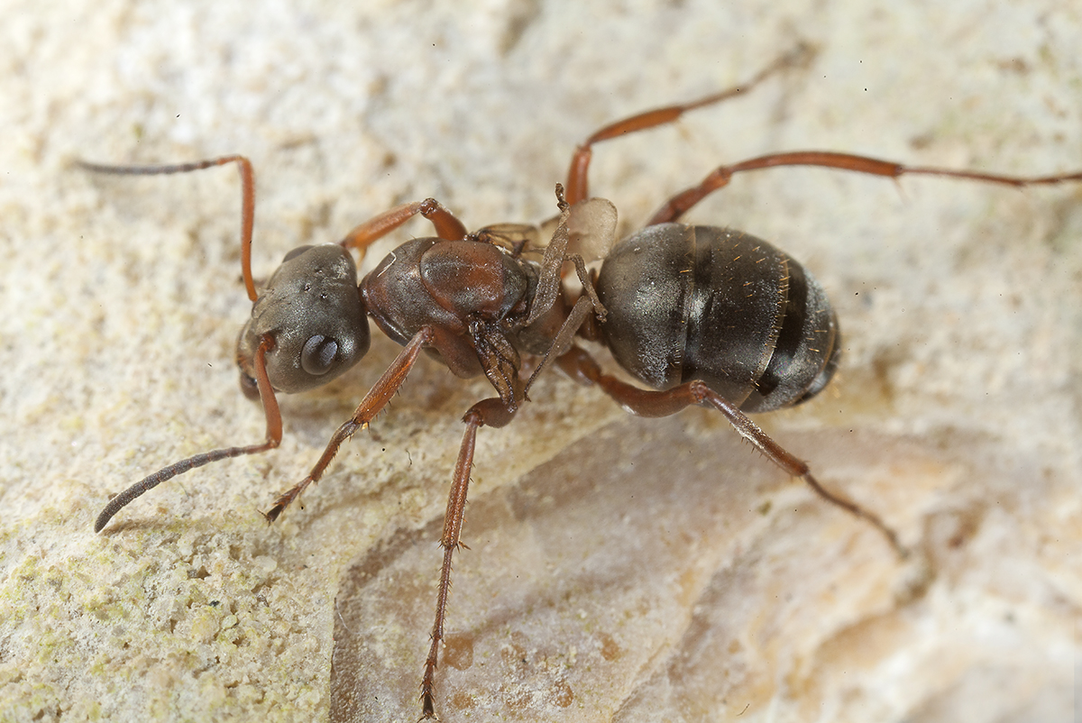 F. rufibarbis Intercasta